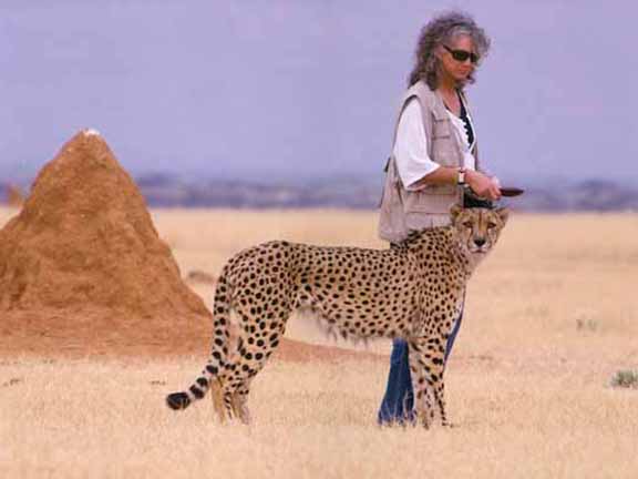 A person stands beside a cheetah in an open savannah landscape, with a large termite mound in the background under a clear sky.